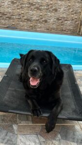 Foto de um cachorro Labrador preto sobre uma espreguiçadeira.